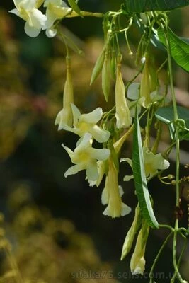 Одонтадения нитида, Odontadenia nitida