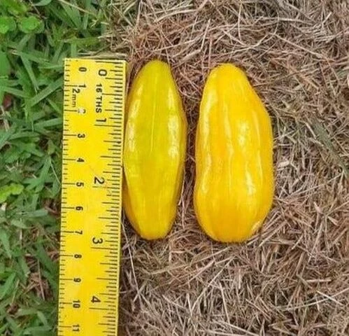 Eugenia anthropophaga, Евгения антропофага, Banana Pitanga, Банановая питанга