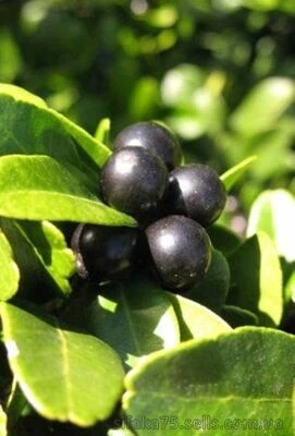 Севериния самшитолистная, Буксифолия, Severinia buxifolia