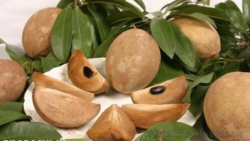 Саподилла, сапота, Manilkara sapota, Sapodilla plum