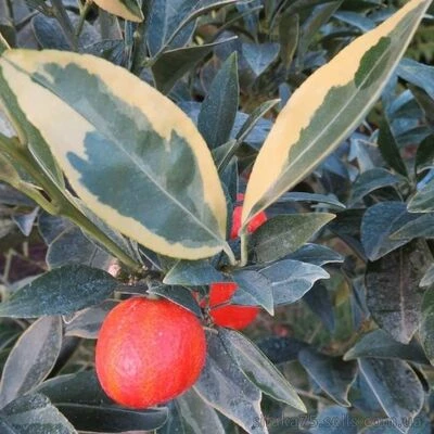 Citrus unshiu x F. Margarita "Centennial", Centennial orangequat