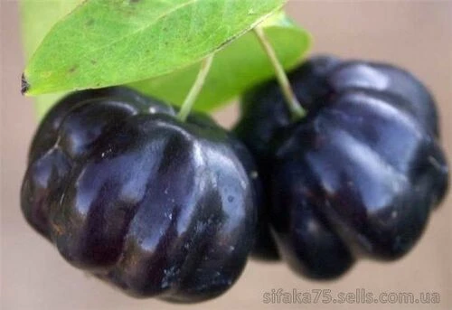 Суринамская Вишня "Черная звезда", Питанга, Бразильская вишня, Eugenia uniflora" Black star", Eugenia michelii