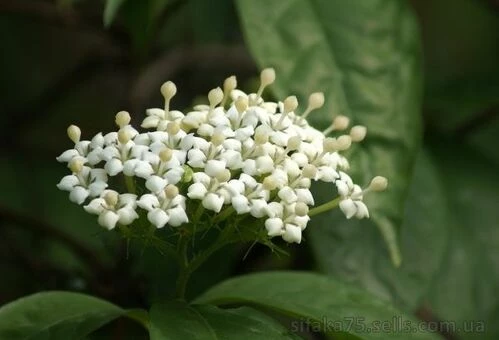 Дуперрея паветтифолия, Duperrea pavettifolia, เข็มดอย, Игольная гора