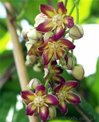 Мондия, Mondia whytei