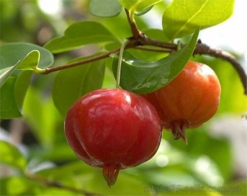 Суринамская Вишня, Питанга, Бразильская вишня, Eugenia uniflora, Eugenia michelii