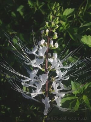 Кошачий ус, Ортосифон тычиночный, Orthosiphon stamineus