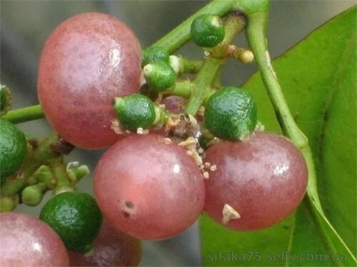 Джин бери, Оранж бери, Orange Berry, Gin Berry, Glycosmis pentaphylla