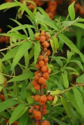 Дебрегеасия съедобная, Debregeasia edulis