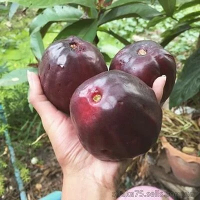 Сизигиум Малайское яблоко, Syzygium Malaccense, Malay rose apple