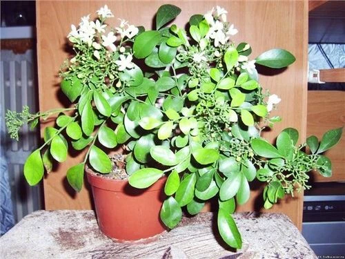 Мурайя метельчатая карликовая, Murraya paniculata