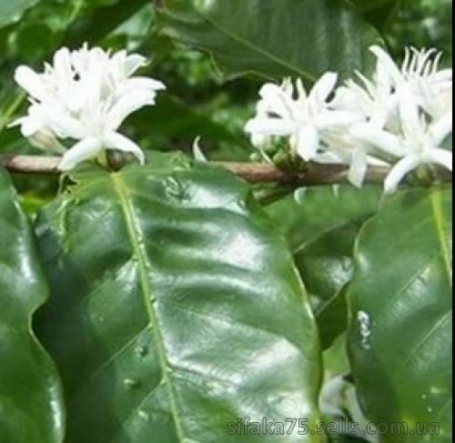 Кофе Арабика, Coffea Arabica