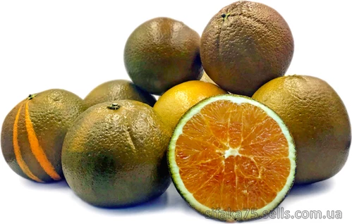 Sweet Navel Chocolate, Шоколадный аельсин