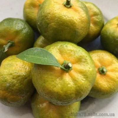 Shikuwasa, Citrus Depressa, лимон Шиикуваша