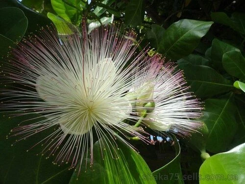 Баррингтония, Barringtonia asiatica