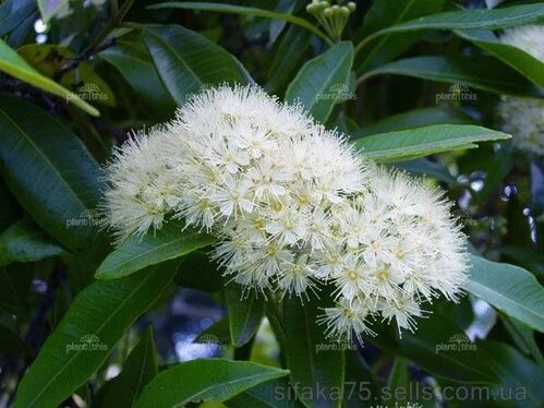 Лимонный мирт, Backhousia citriodora, Бакхузия