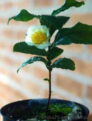 Камелия китайская, чайное дерево, Camellia sinensi