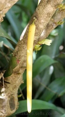 Парментиера съедобная, Parmentiera edulis, свечное дерево