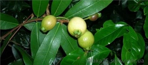 Сизигиум ямбоза, Syzygium jambos