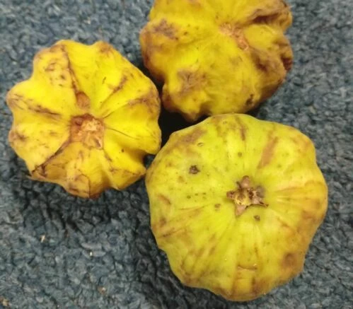 Eugenia rotundicosta, Евгения круглокоста