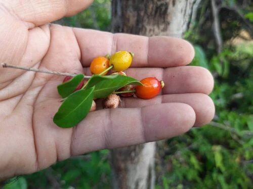 Eugenia sp. Pitanga da Praia, Євгенія сп. Пітанга да Прайя, Пляжна пітанга
