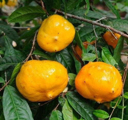 Евгения Викториана, Guayabilla, Eugenia Victoriana