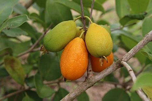 Eugenia dichroma, Євгенія Діхрома, Pitanga Fanta, Питанга Фанта