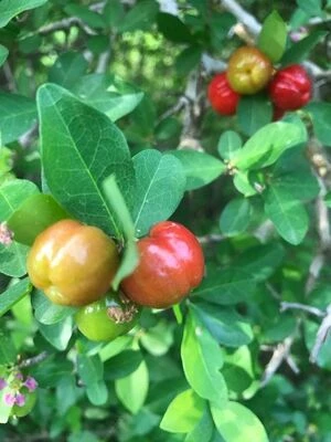 Ацерола, Мальпигия "Окаймленная", Malpighia "Emarginata", Acerola