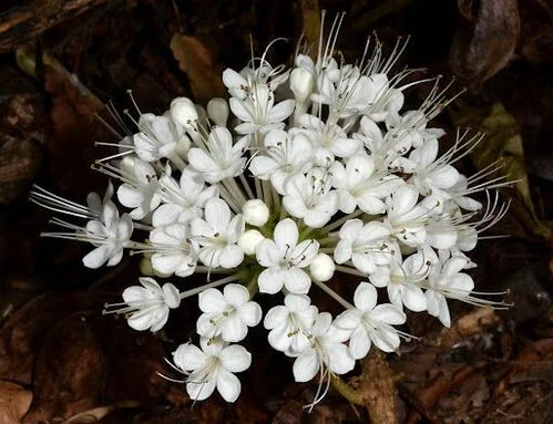 Клеродендрум Швайнфурта, Clerodendrum Schweinfurthii