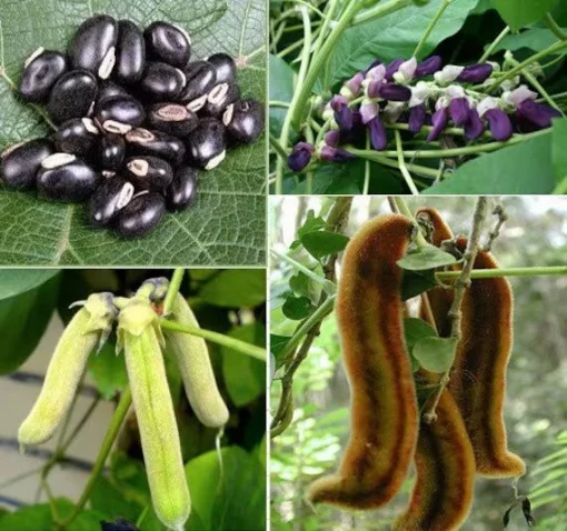 Мукуна жгучая, Mucuna pruriens, бархатные бобы