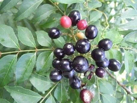 Murraya koenigii, черноплодная мурайя, Муррайя Кёнига