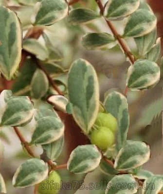 Мирт Угни факел, вариегатный,Ugni Flambeau