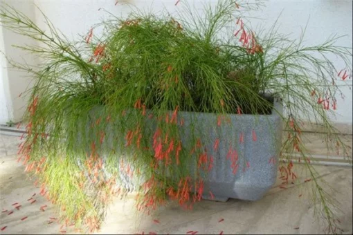 Russelia equisetiformis, Русселия хвощевидная