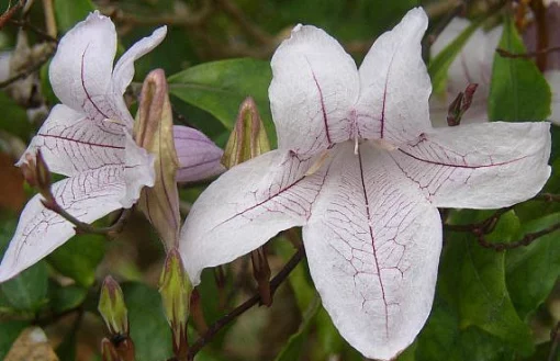 Маккайя Азистазия красивая, Mackaya Asystasia bellа