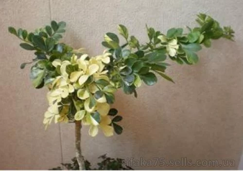 Ферониелла Люсида вариегатная, feroniella lucida variegated