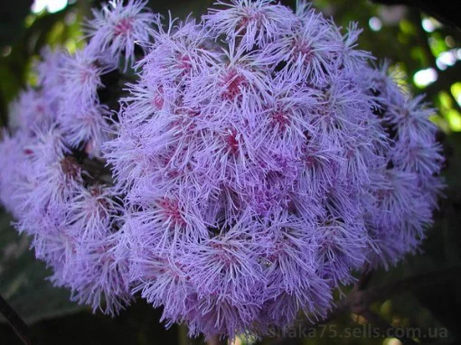 Фиолетовый факел, Бартлеттина зогйша, Цветок &quot;Синий Туман&quot;, Bartlettina sordida, Purple Torch