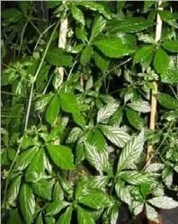 Gynostemma pentaphylla, Чай Длинная жизнь, Южно женьшень