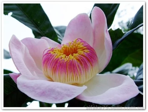 Небесный Лотос, Густавия Суперба, Heaven Lotus, Gustavia superba