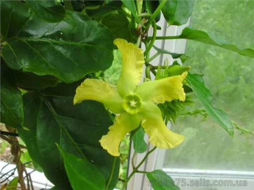 Престония Моллис, Babeiro, Prestonia mollis