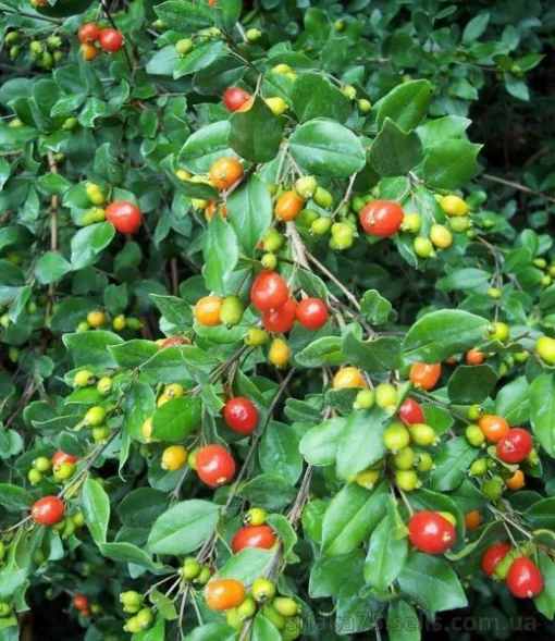 Пробка Симпсона, Симпсон Стоппер, Myrcianthes fragrens, Simpson's Stopper, Твинберри