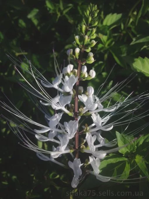 Кошачий ус, Ортосифон тычиночный, Orthosiphon stamineus