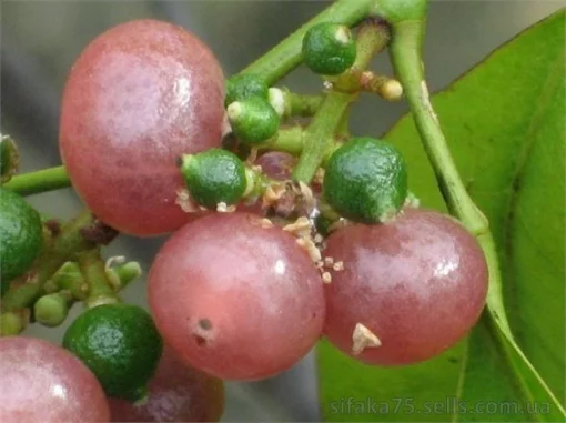 Джин бери, Оранж бери, Orange Berry, Gin Berry, Glycosmis pentaphylla