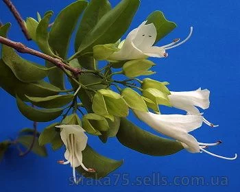 Oxera pulchella, Оксера снежная, Роял Крипер