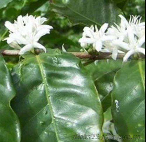 Кофе Арабика, Coffea Arabica