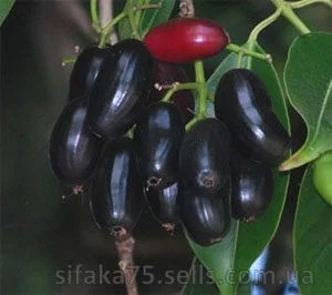 Сизигиум Ямболян, Джамболан, Syzygium jambolanum