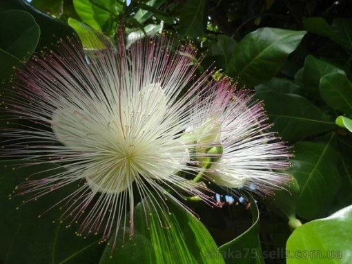 Баррингтония, Barringtonia asiatica