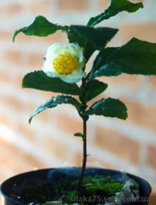 Камелия китайская, чайное дерево, Camellia sinensi
