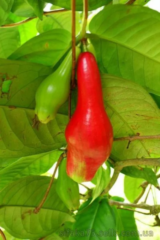 Сизигиум мегакарпум, Гигантский Лау Лау, Giant Lau Lau, Syzygium megacarpum