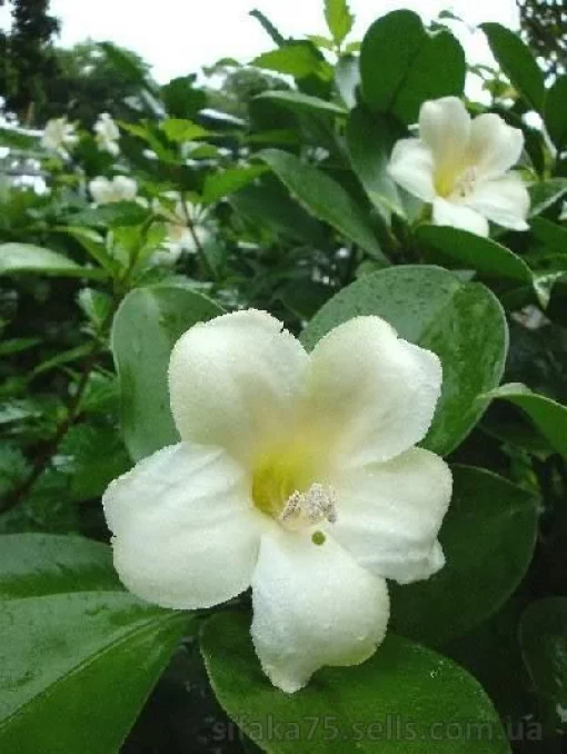 Фагрея зеланика, Fagraea ceilanica