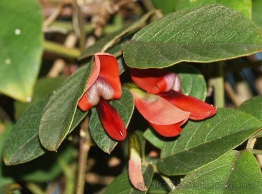Kennedia rubicunda, Кеннедиа Рубикунда, Dusky Coral Pea, Темная Коралловая Горошина