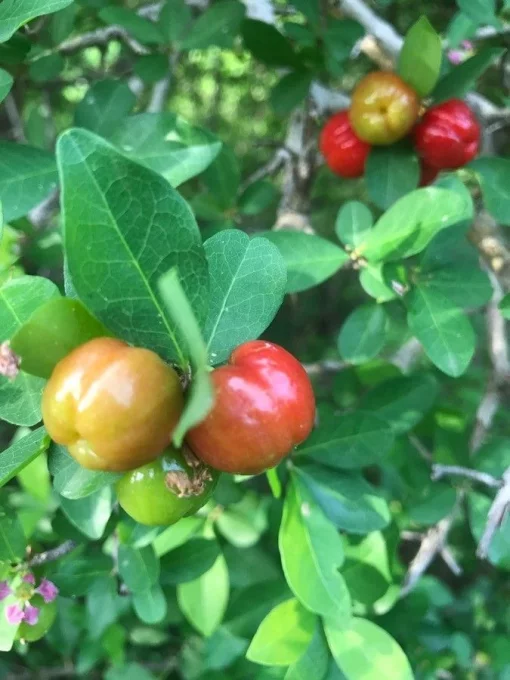 Ацерола, Мальпигия &quot;Окаймленная&quot;, Malpighia &quot;Emarginata&quot;, Acerola